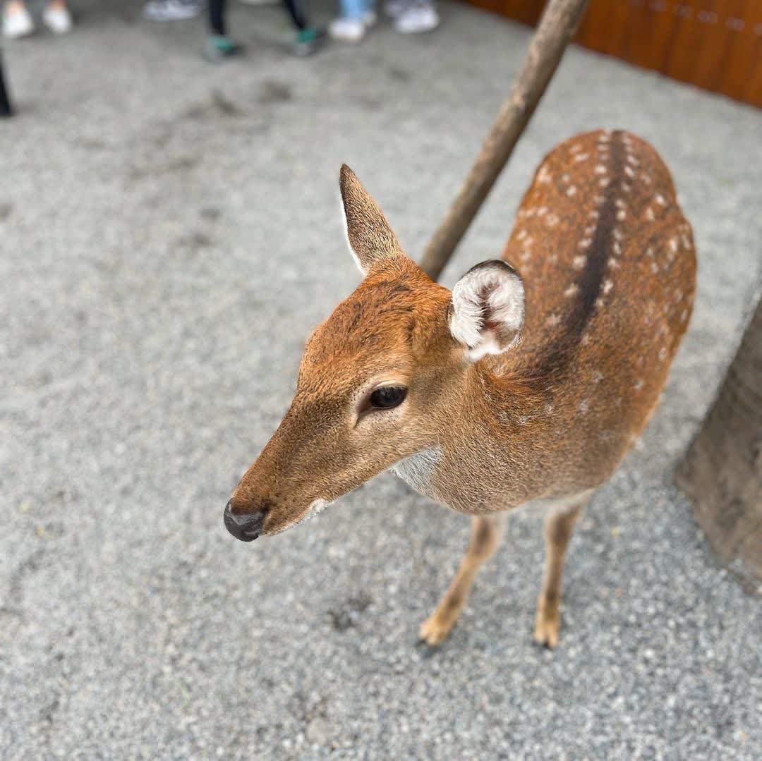 張美阿嬤農場（月森甯手作工坊） | 去趣 chicTrip
