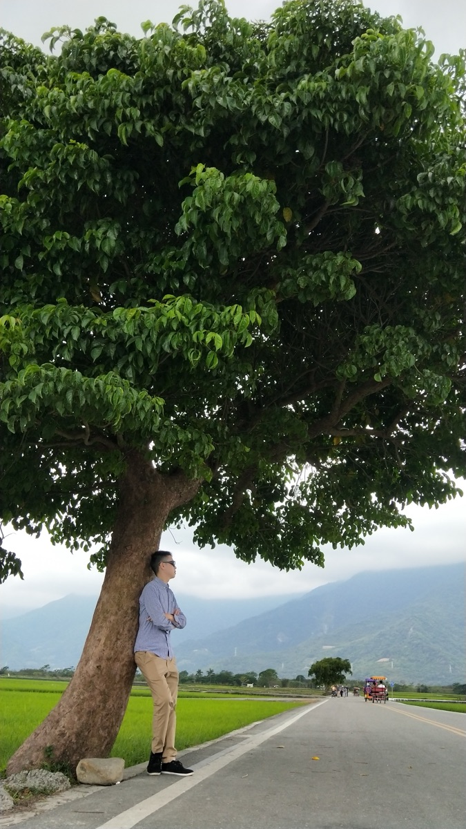 奉茶樹 金城武樹 | 去趣 chicTrip