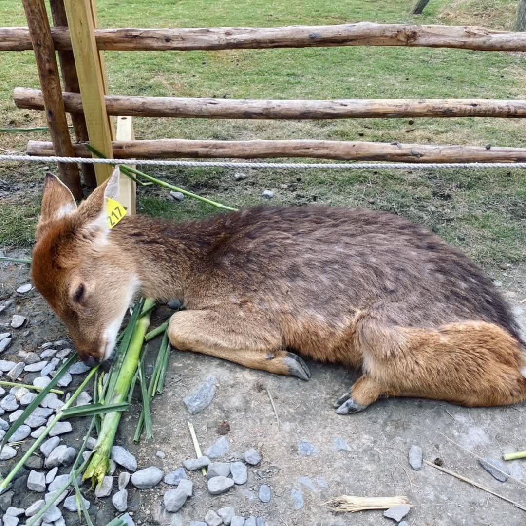 宜蘭-斑比山丘 | 去趣 chicTrip