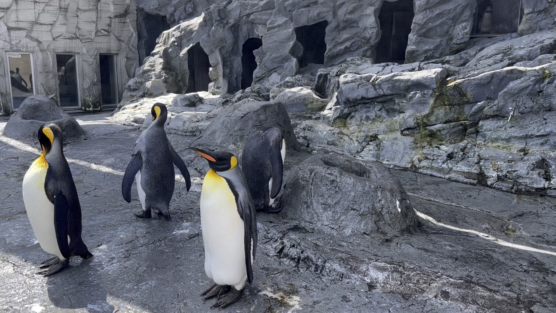 旭山動物園 | 去趣 chicTrip