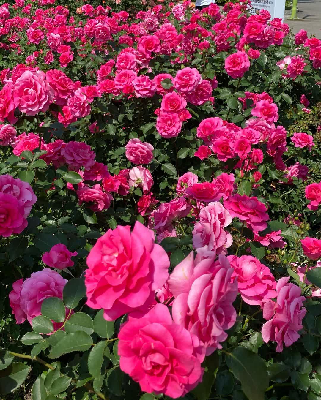 花露農場 Flower Home | 去趣 chicTrip