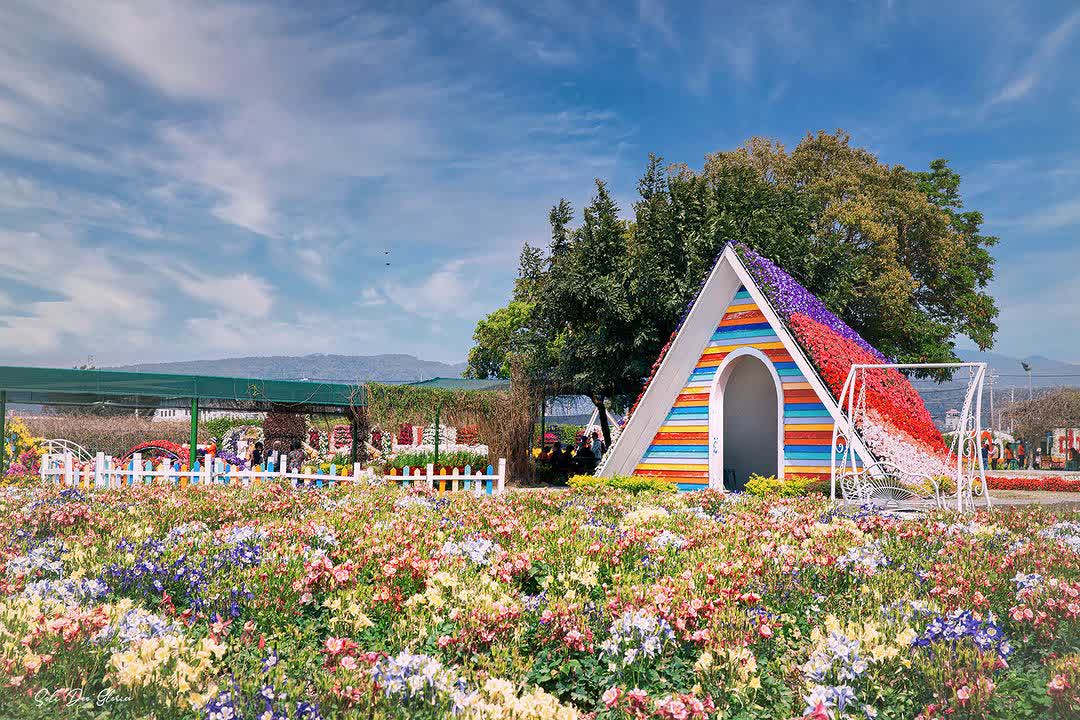 中社觀光花市花海