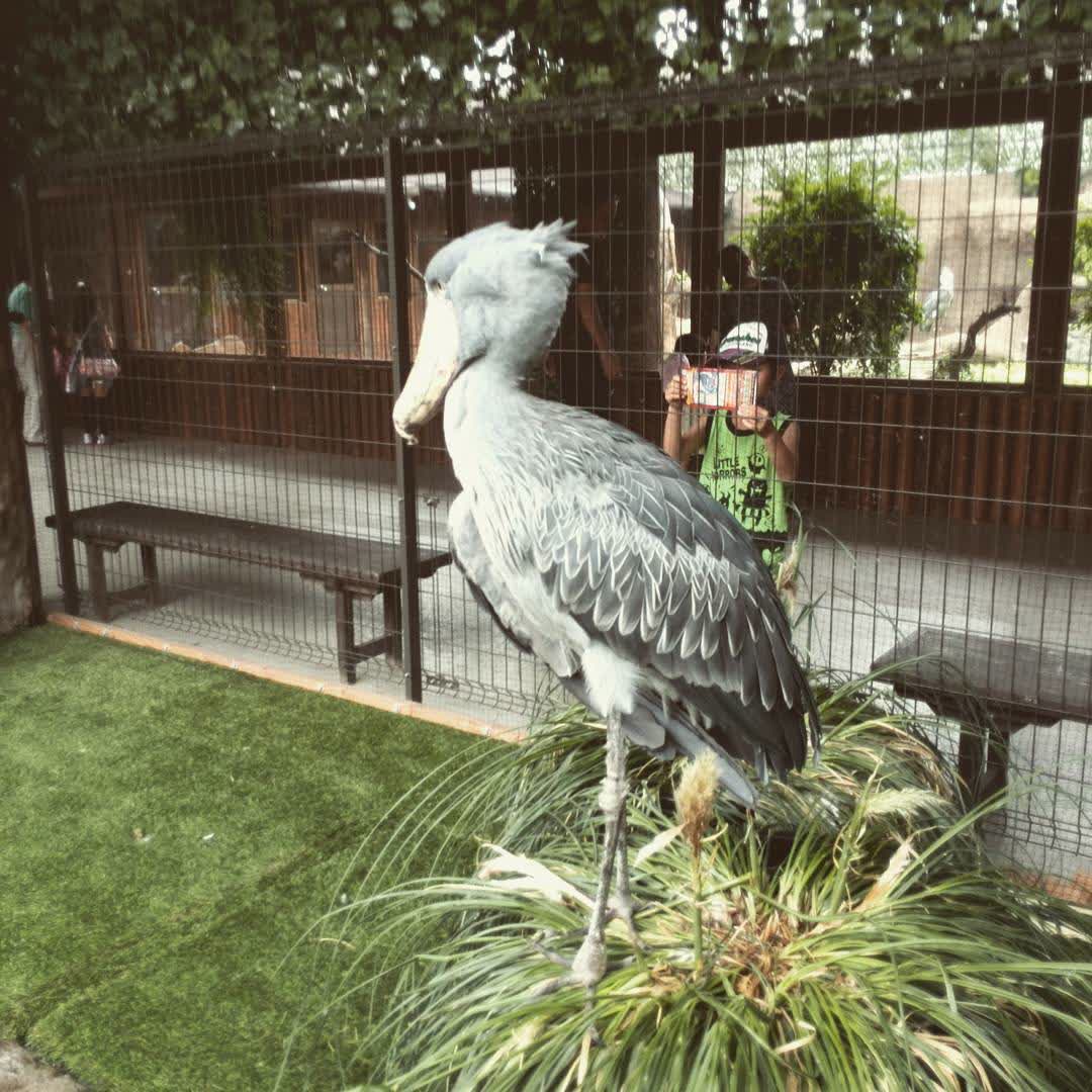 神戶動物王國 | 去趣 chicTrip