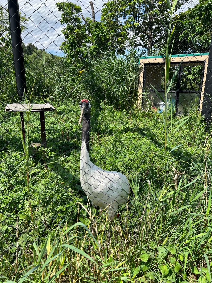 旭山動物園 | 去趣 chicTrip