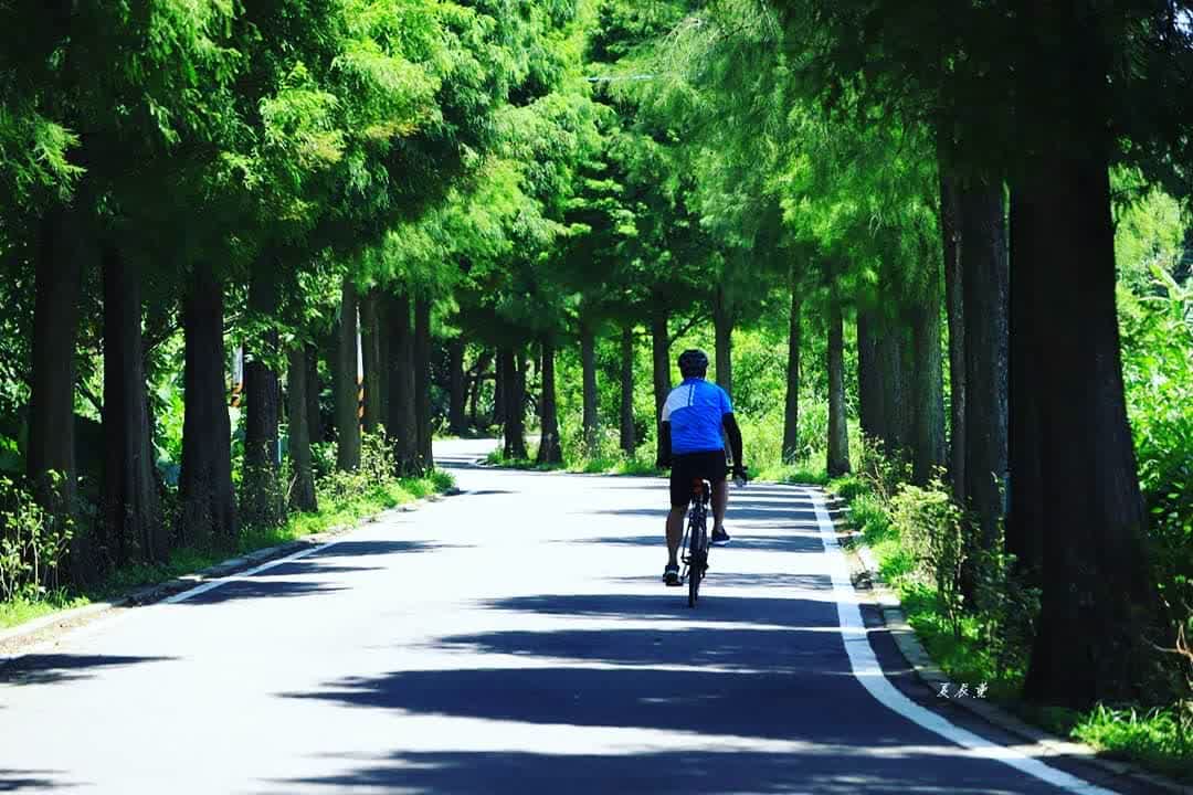 落羽松大道 | 去趣 chicTrip