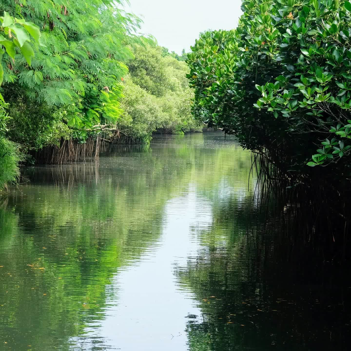 四草綠色隧道 | 去趣 chicTrip