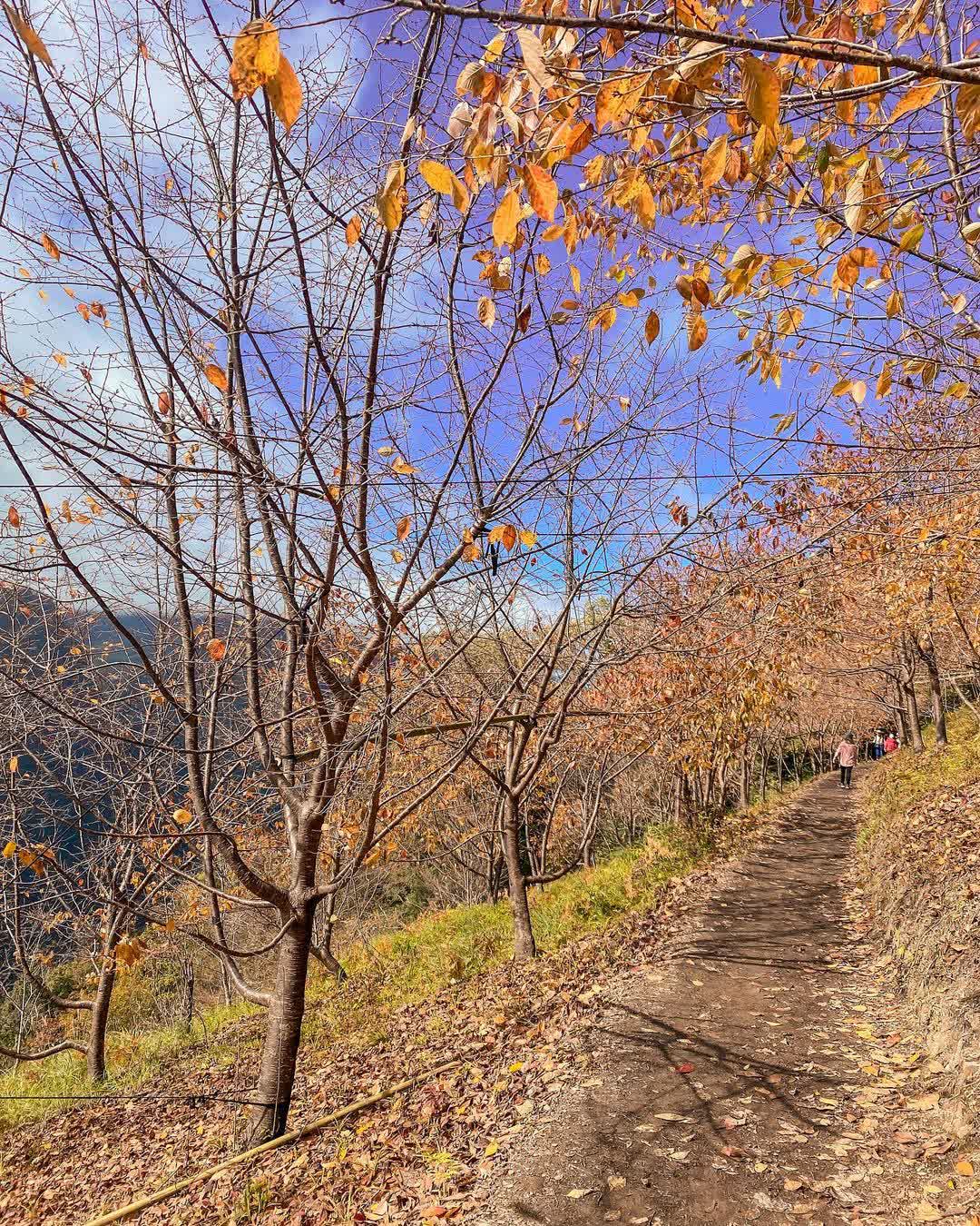 司馬庫斯巨木群步道 | 去趣 chicTrip