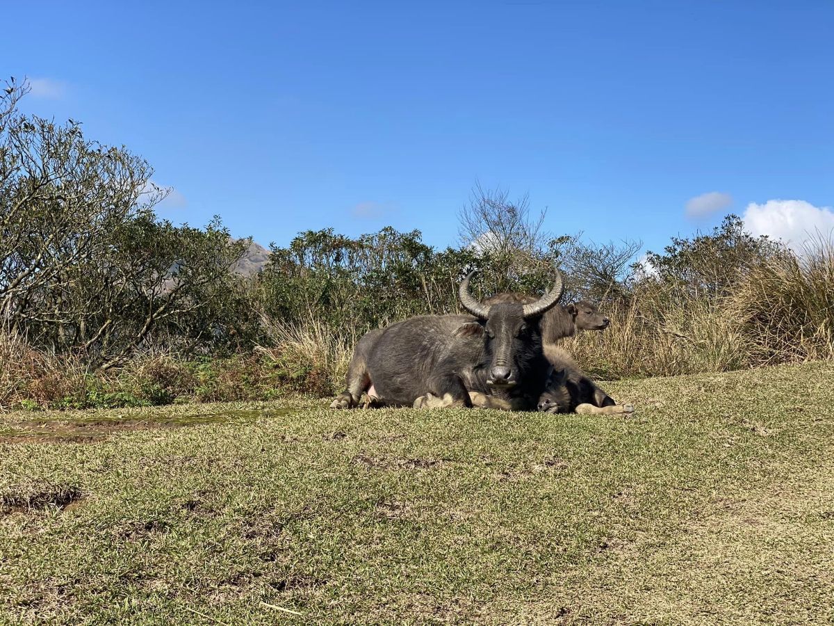 擎天崗 | 去趣 chicTrip