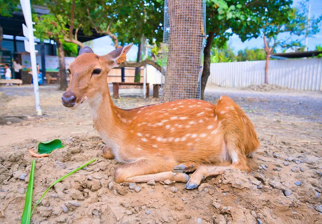 鹿境梅花鹿生態園區丨門票消費最高折抵140丨梅花鹿、水豚互動餵食丨室內親子DIY區丨親子遊戲區丨甜鹹輕食霜淇淋供應丨超可愛獨家紀念品丨奶茶、咖啡好喝 | 去趣 chicTrip