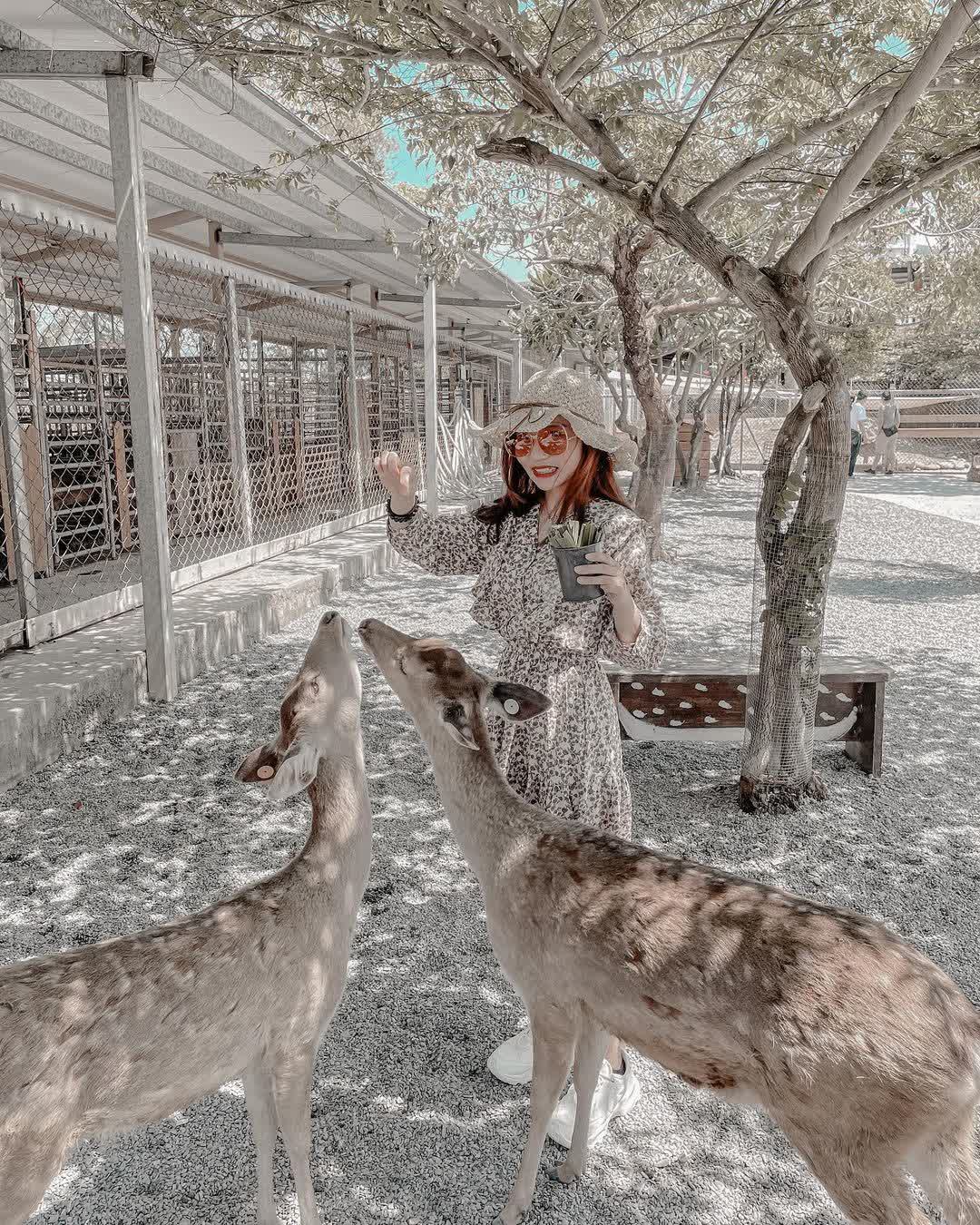 鹿境梅花鹿生態園區丨門票消費最高折抵140丨梅花鹿、水豚互動餵食丨室內親子DIY區丨親子遊戲區丨甜鹹輕食霜淇淋供應丨超可愛獨家紀念品丨奶茶、咖啡好喝 | 去趣 chicTrip