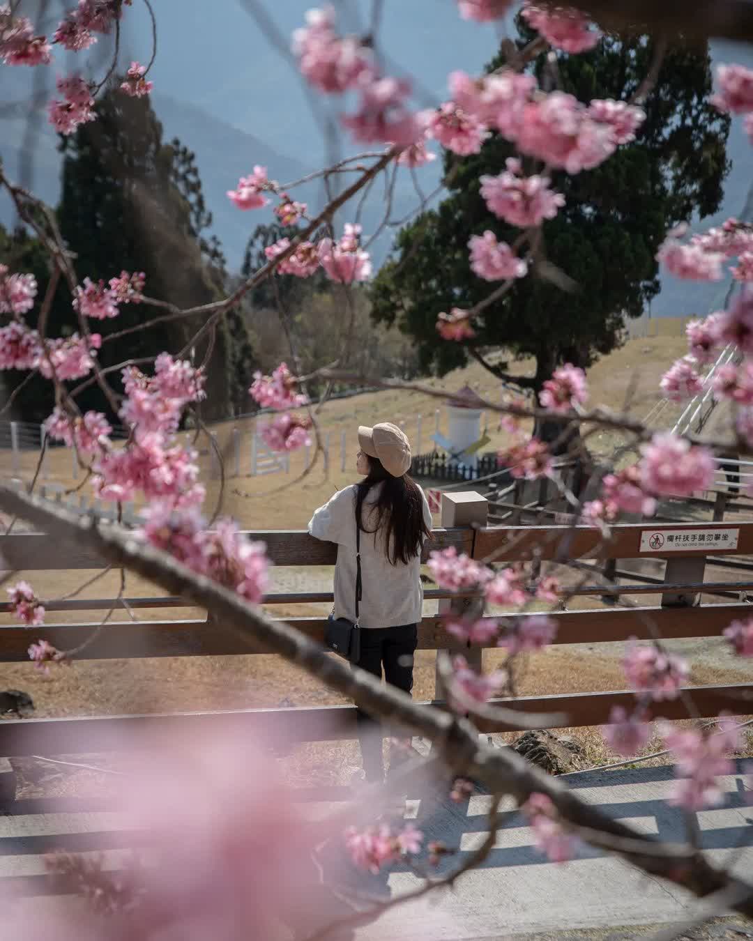 清境農場青青草原 | 去趣 chicTrip