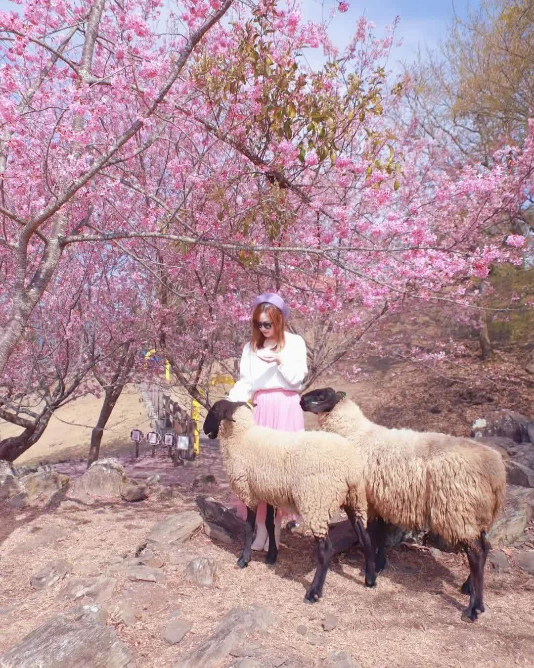 清境農場青青草原 | 去趣 chicTrip