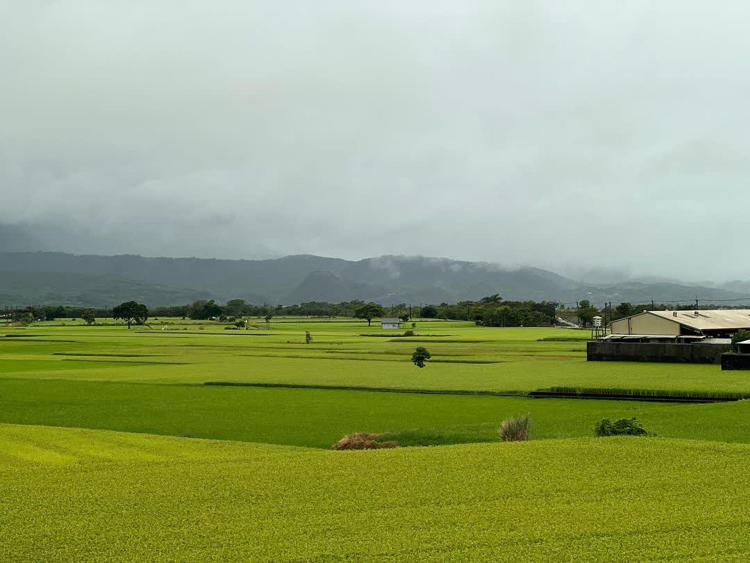 奉茶樹 金城武樹 | 去趣 chicTrip