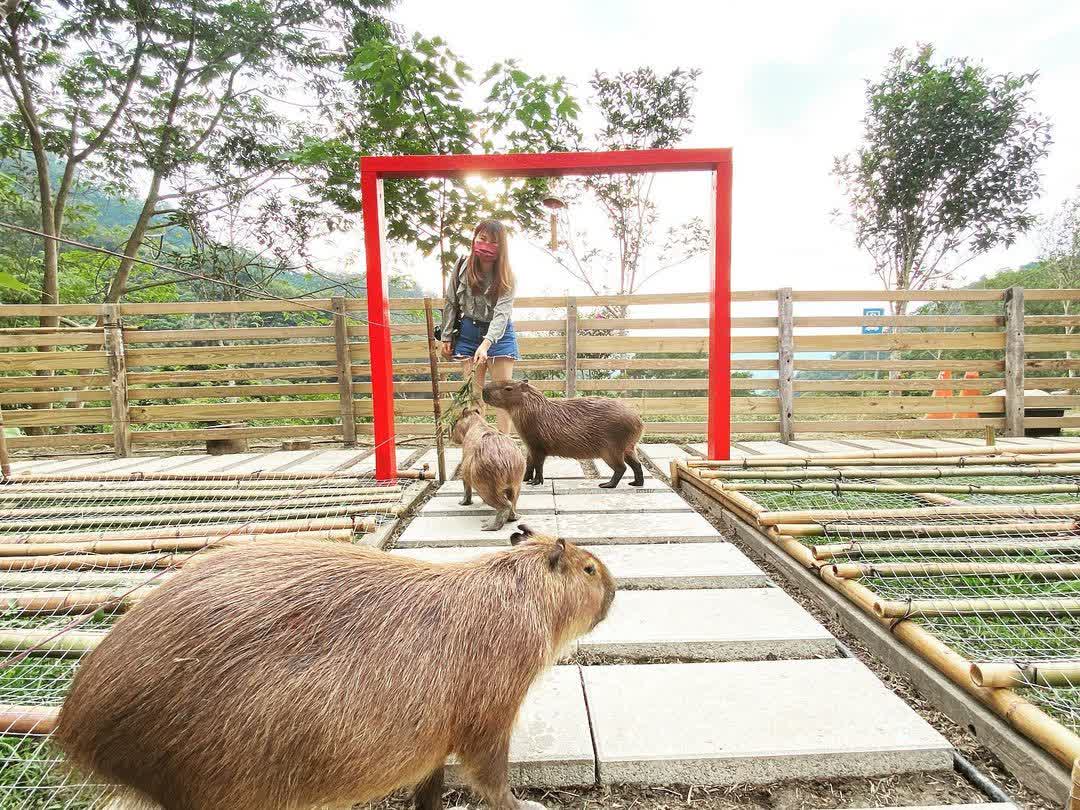 哈比丘茶樹森林 | 去趣 chicTrip