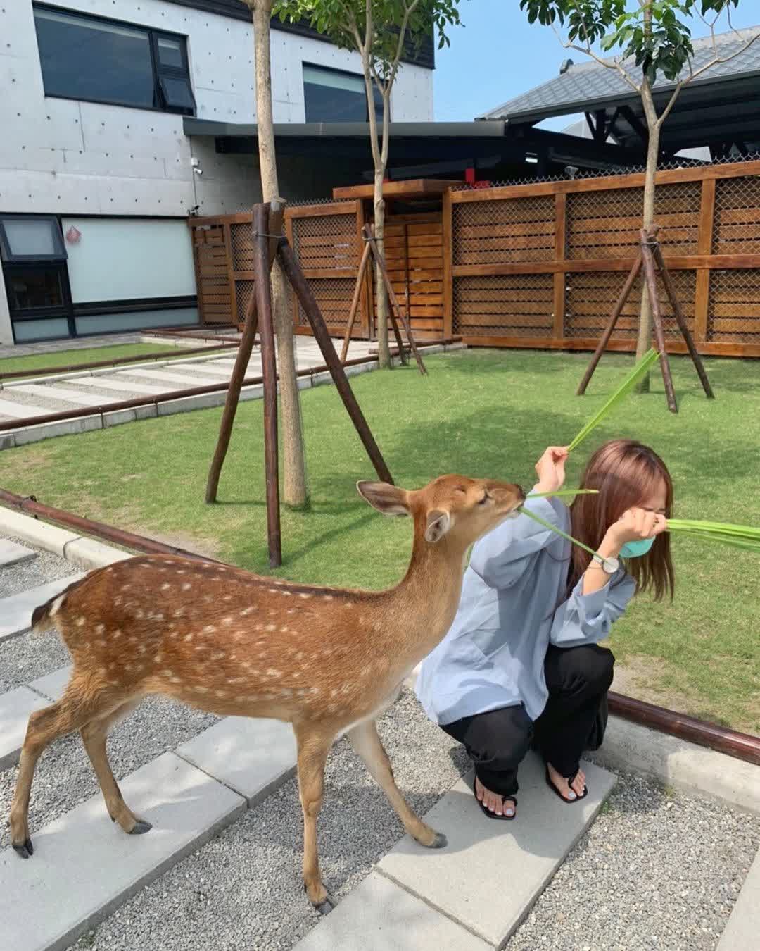 張美阿嬤農場（月森甯手作工坊） | 去趣 chicTrip