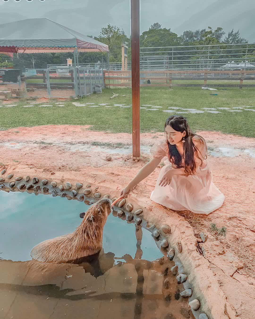 埔心牧場 | 去趣 chicTrip