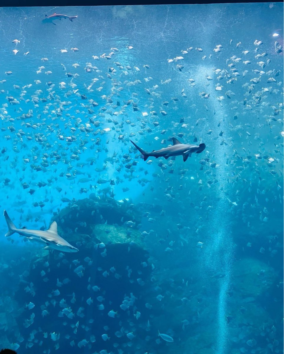 國立海洋生物博物館 | 去趣 chicTrip