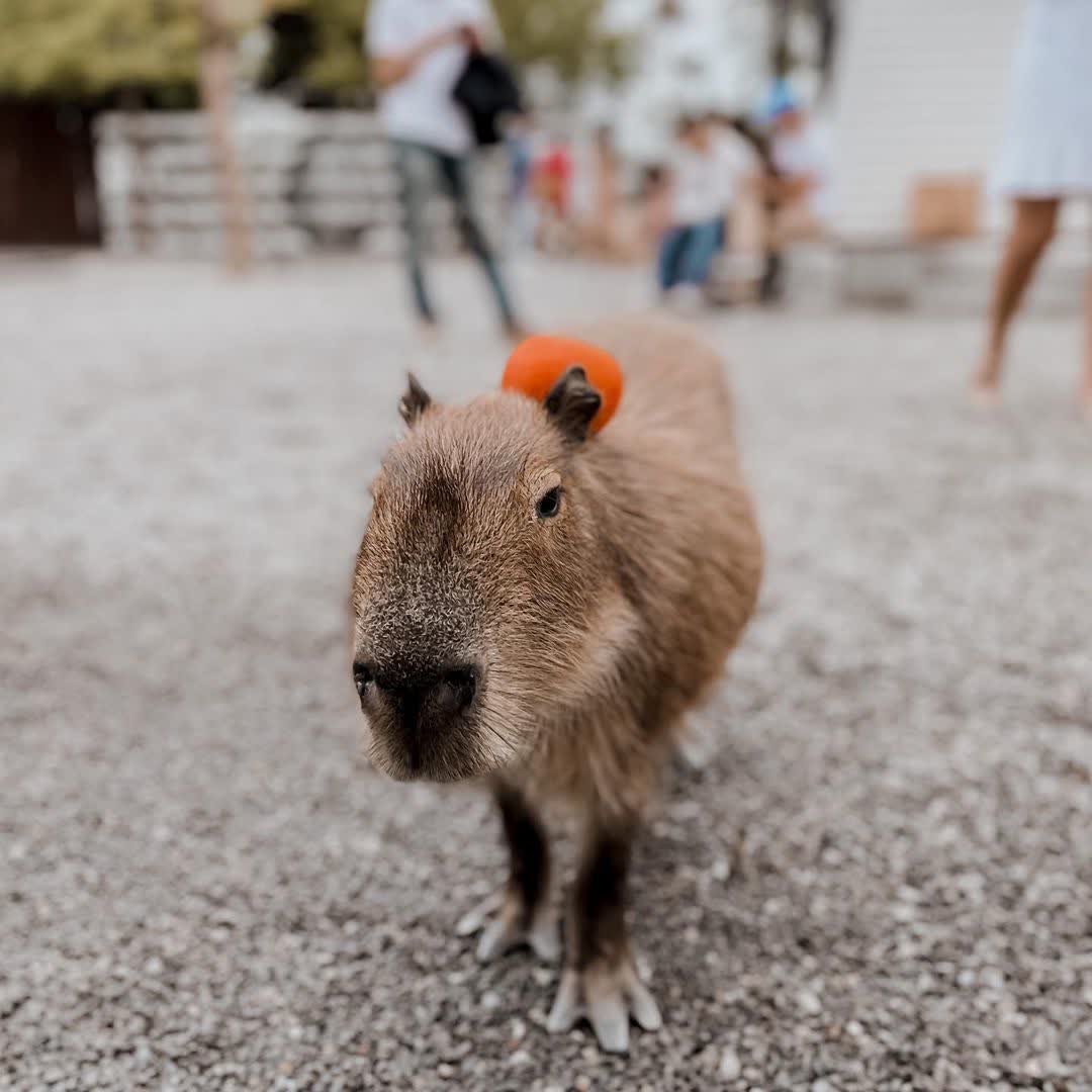 張美阿嬤農場（月森甯手作工坊） | 去趣 chicTrip