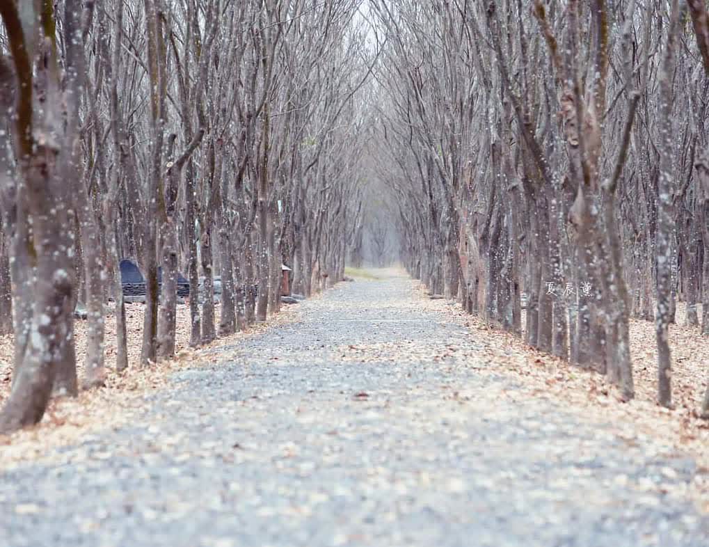 林後四林平地森林園區 | 去趣 chicTrip