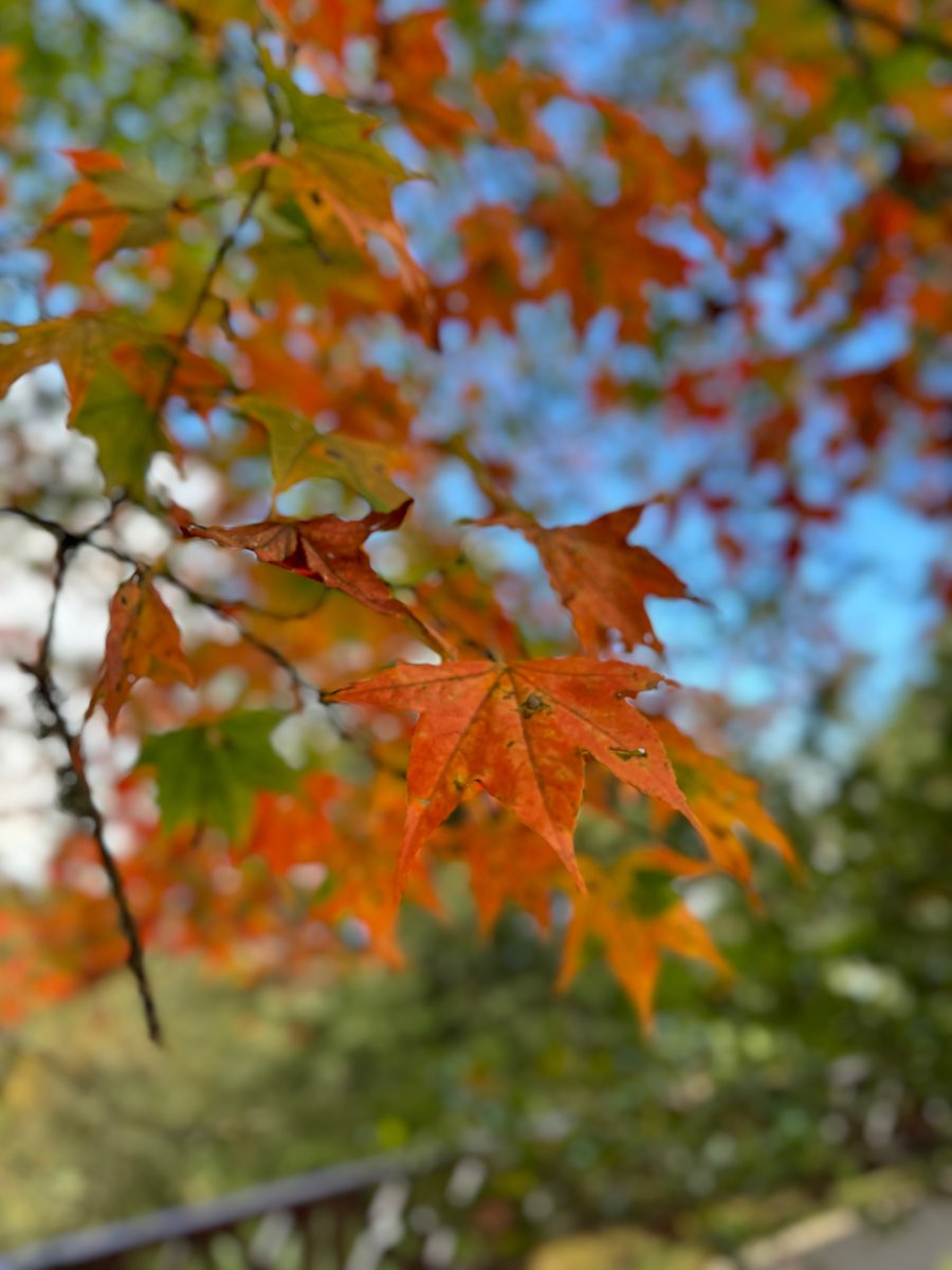 阿里山國家森林遊樂區 | 去趣 chicTrip