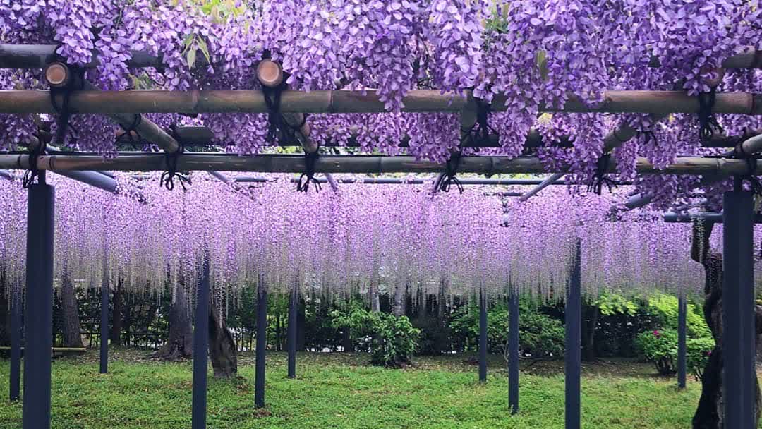 平等院 | 去趣 chicTrip