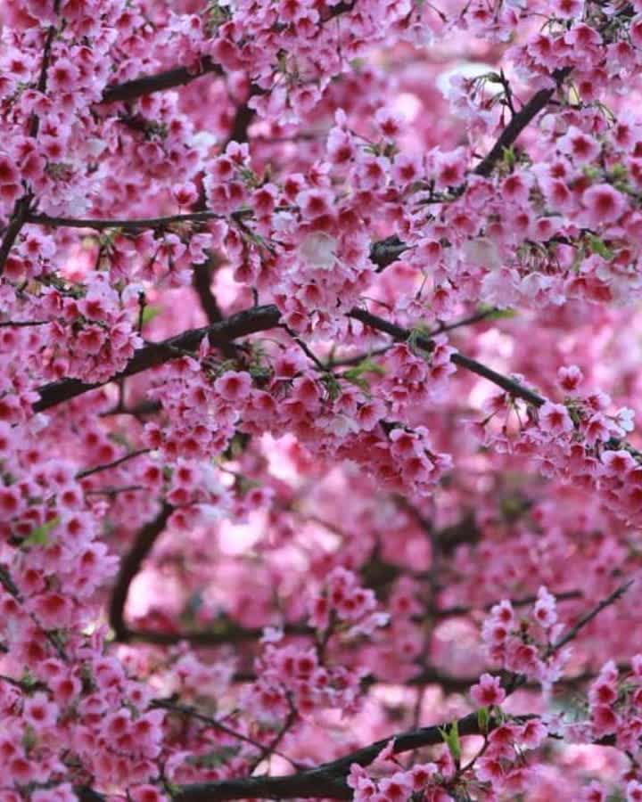 無極天元宮 | 去趣 chicTrip