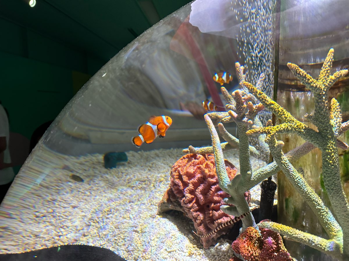 海遊館 | 去趣 chicTrip