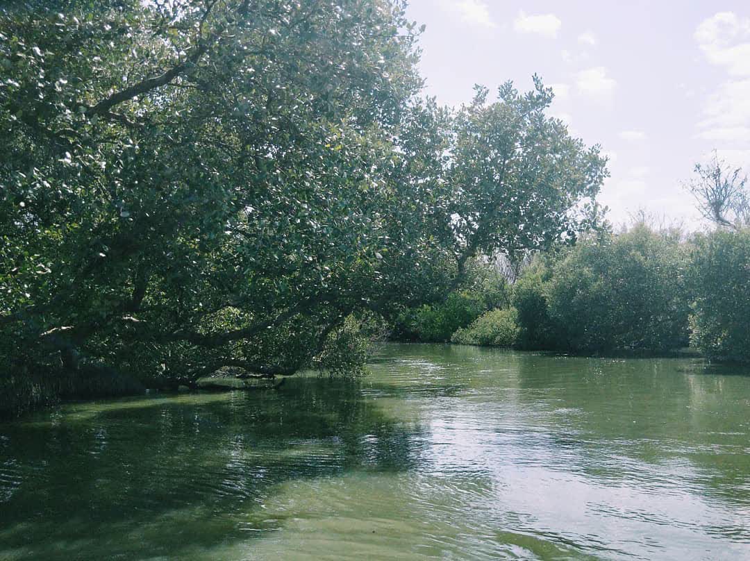 四草綠色隧道 | 去趣 chicTrip