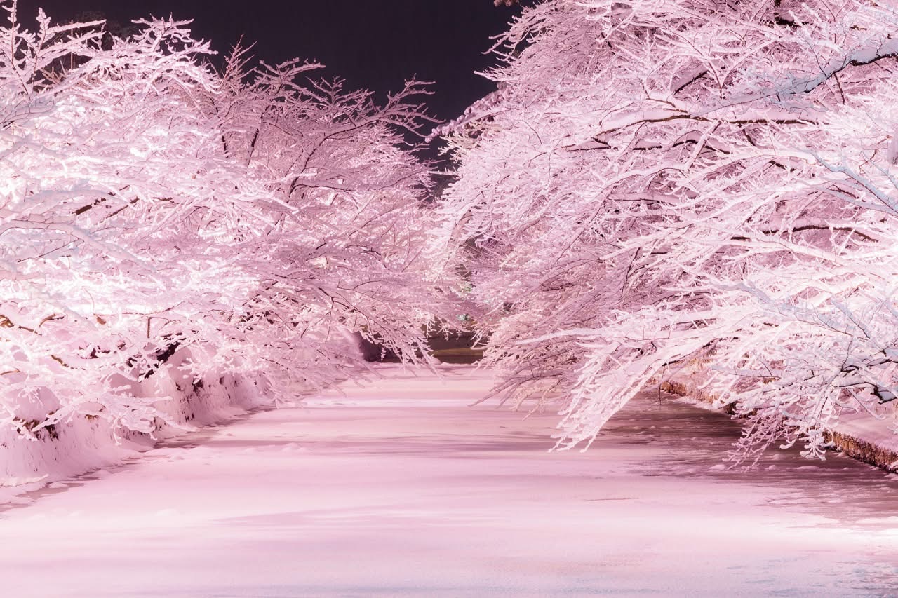 弘前公園 | 去趣 chicTrip