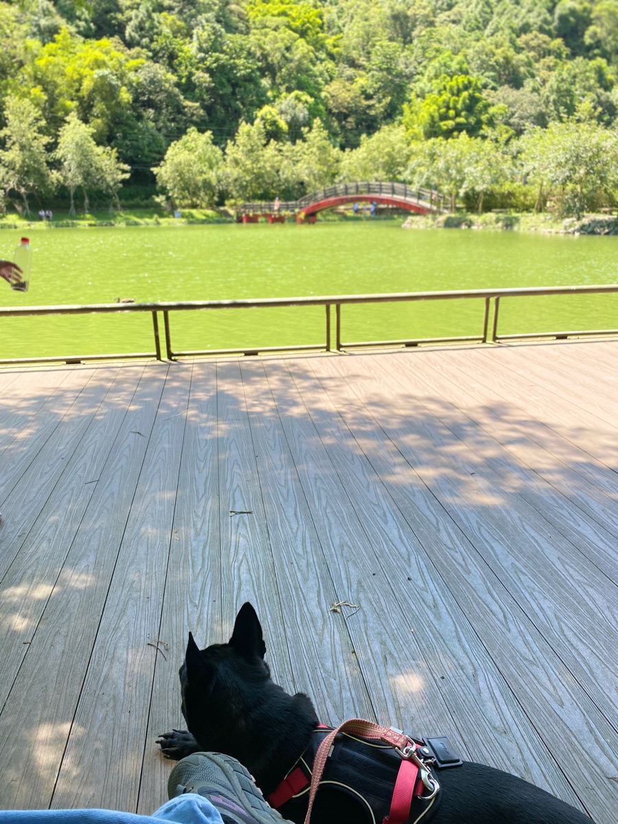 望龍埤花田村湖畔咖啡 | 去趣 chicTrip