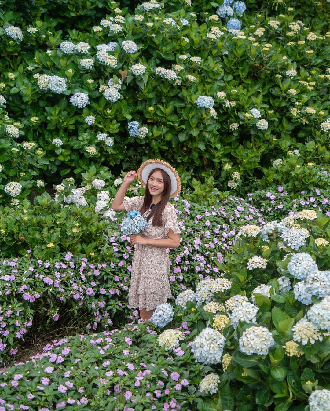 高家繡球花田-萬里第三園區2025年預計4月底開始至7月底 | 去趣 chicTrip