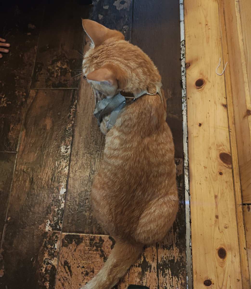 海島咖啡館｜貓咪咖啡館｜寵物友善 | 去趣 chicTrip