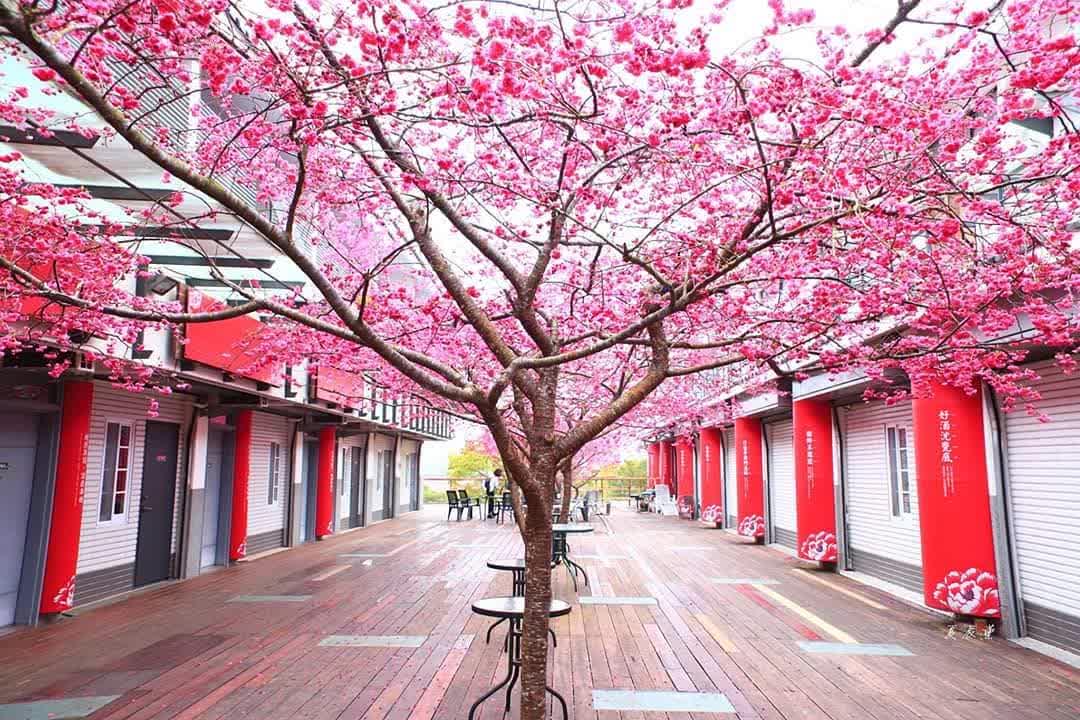 三義藝術村櫻花渡假會館 | 去趣 chicTrip