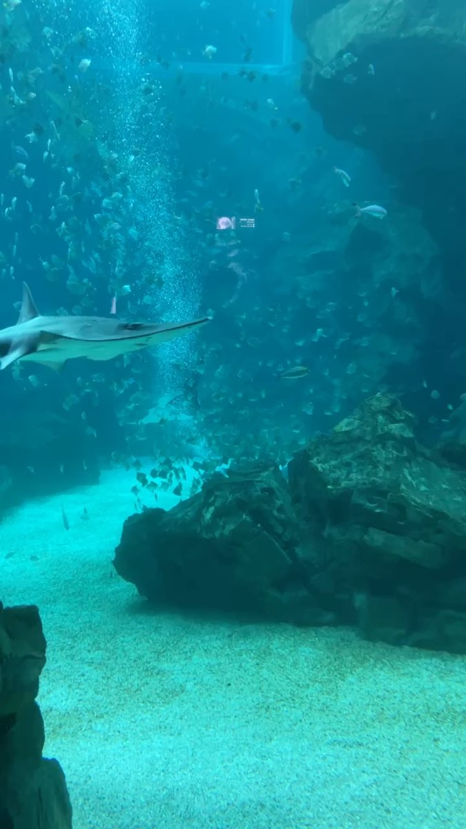 Xpark 水族館 | 去趣 chicTrip