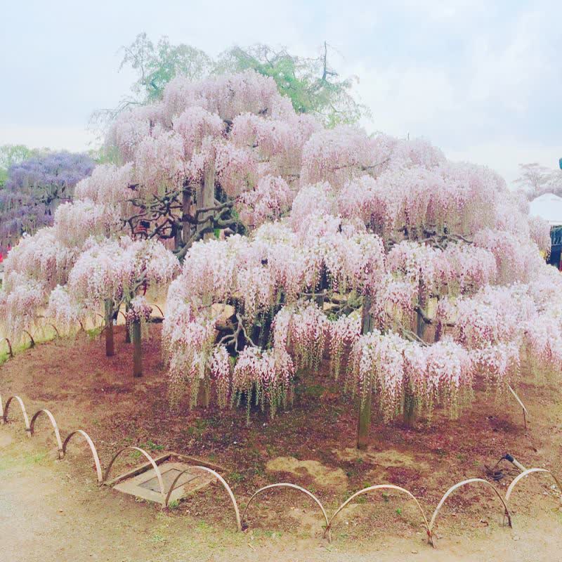 足利花卉公園 | 去趣 chicTrip