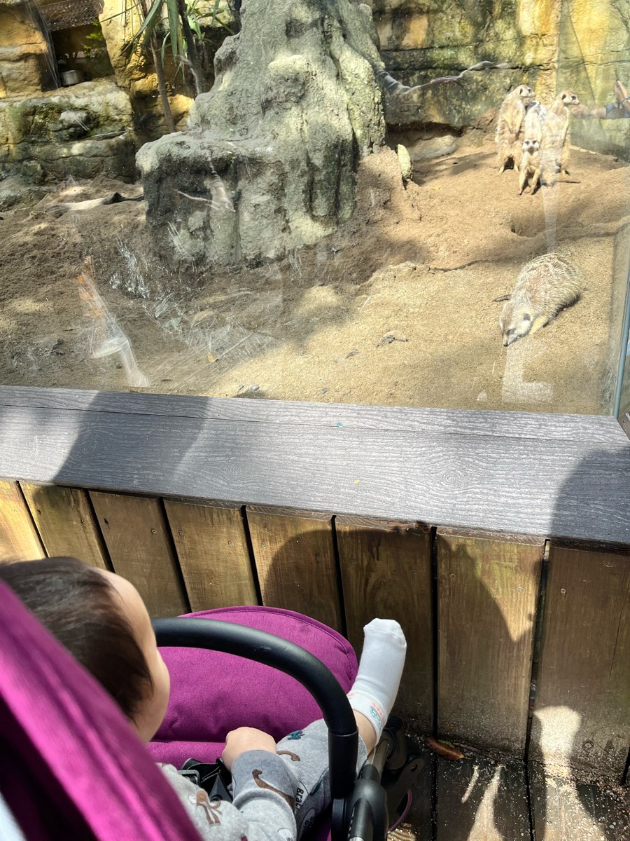 臺北市立動物園 | 去趣 chicTrip