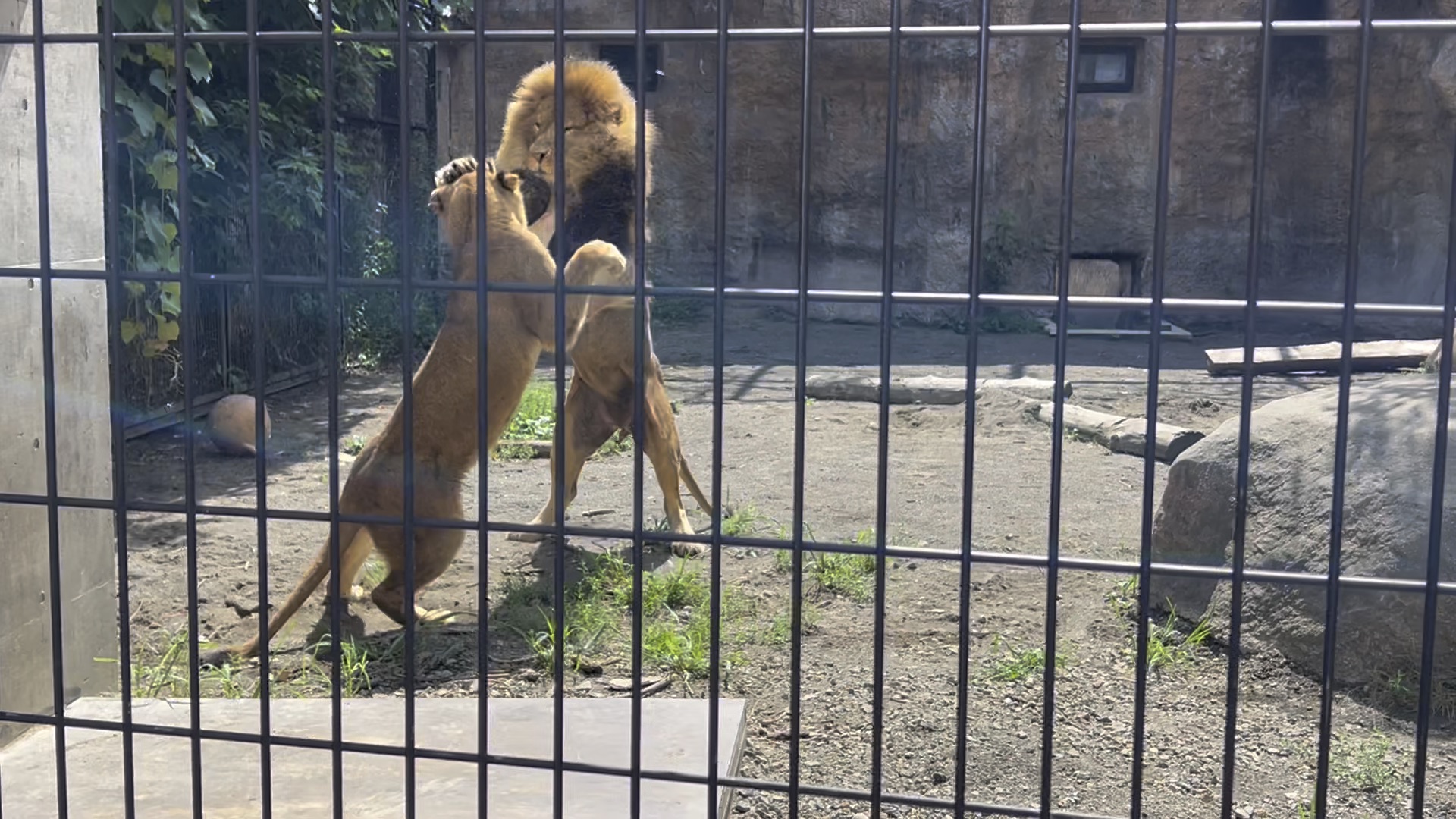 旭山動物園 | 去趣 chicTrip