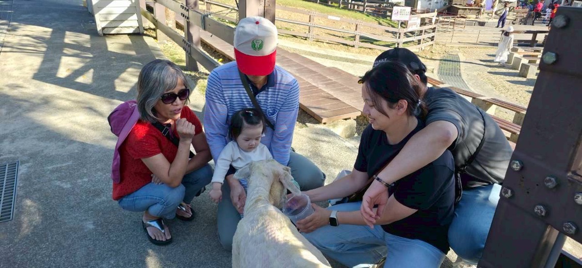 清境農場綿羊秀 | 去趣 chicTrip