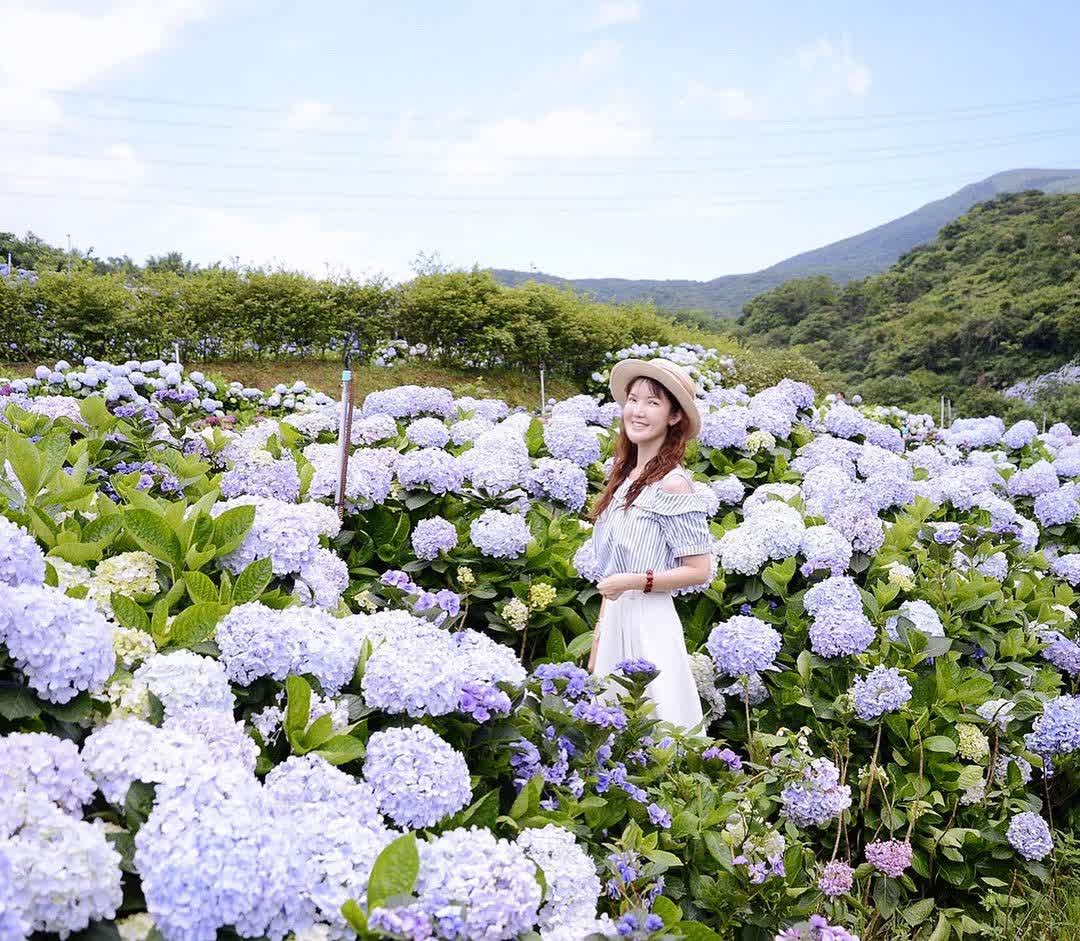 高家繡球花田-萬里第三園區2025年預計4月底開始至7月底 | 去趣 chicTrip