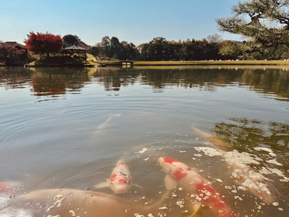 岡山後樂園 | 去趣 chicTrip