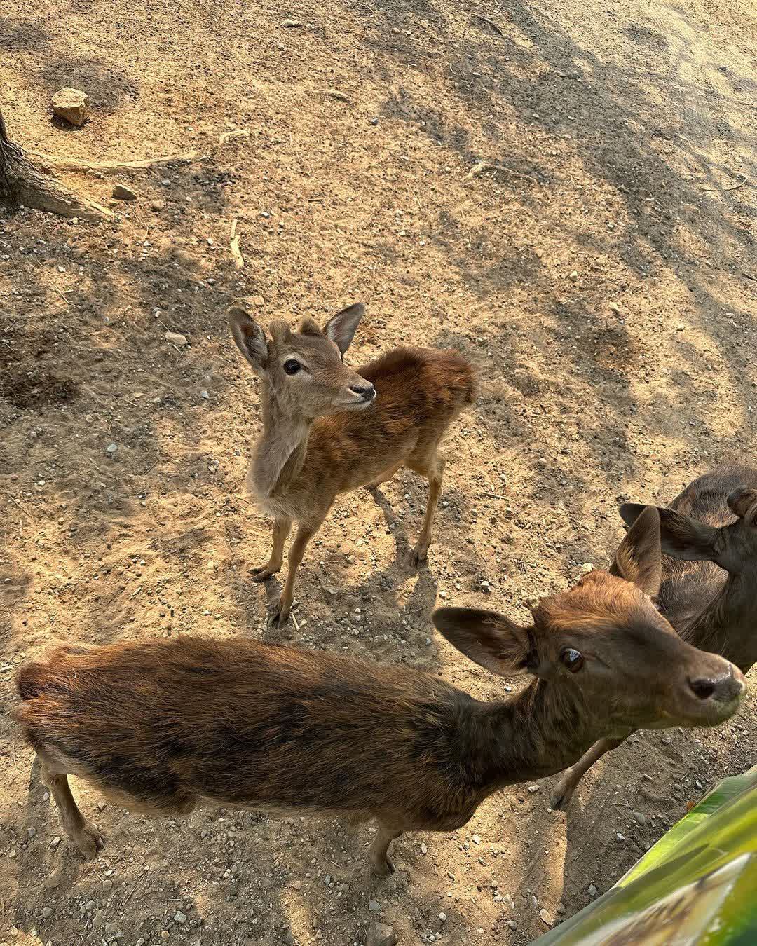 Safari Park Kanchanaburi | 去趣 chicTrip