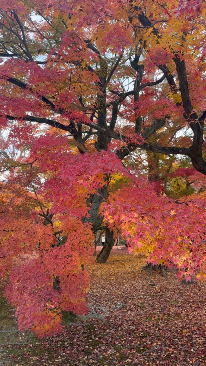 東福寺 | 去趣 chicTrip