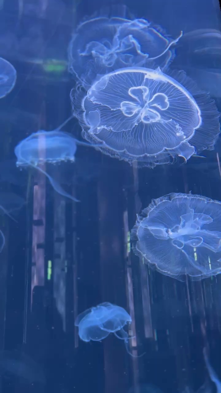 DMM Kariyushi水族館 | 去趣 chicTrip