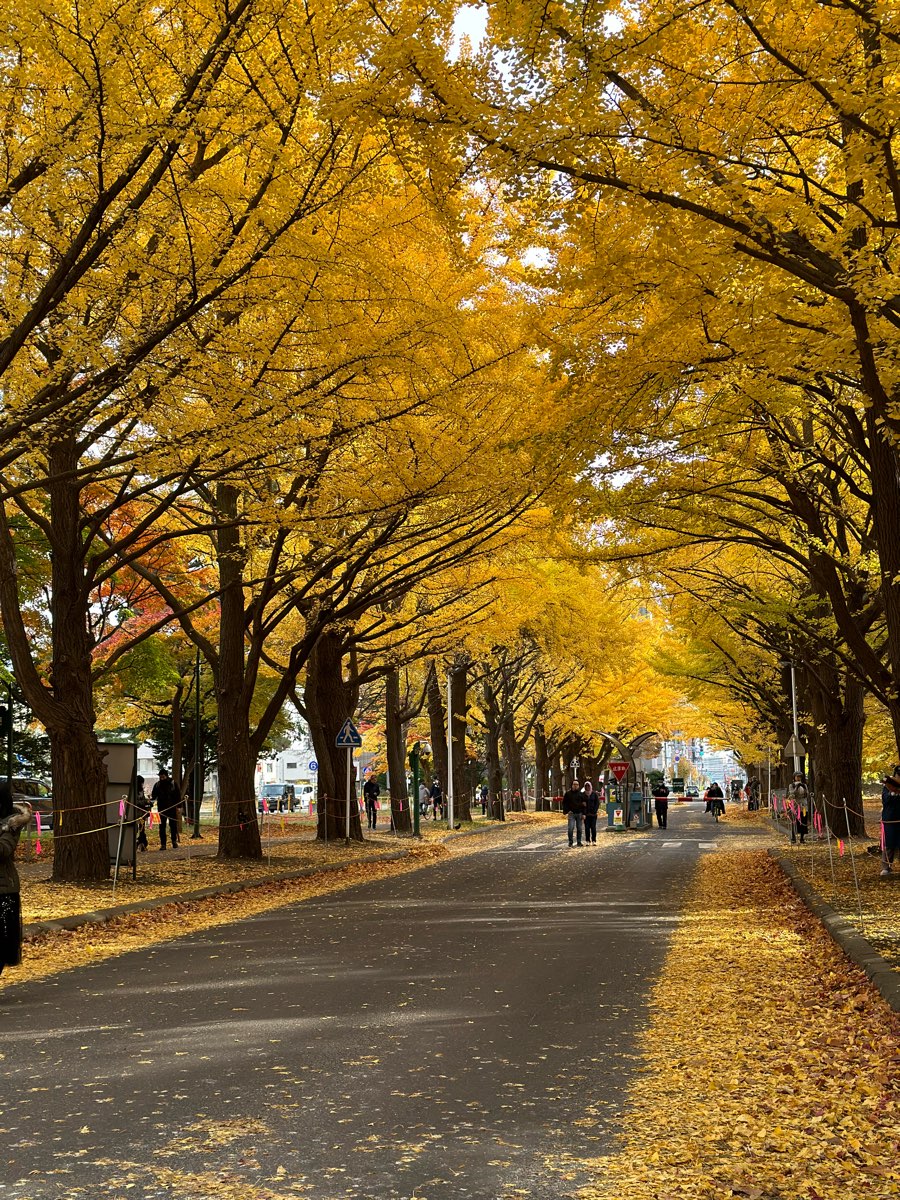 北海道大學 銀杏並木 | 去趣 chicTrip