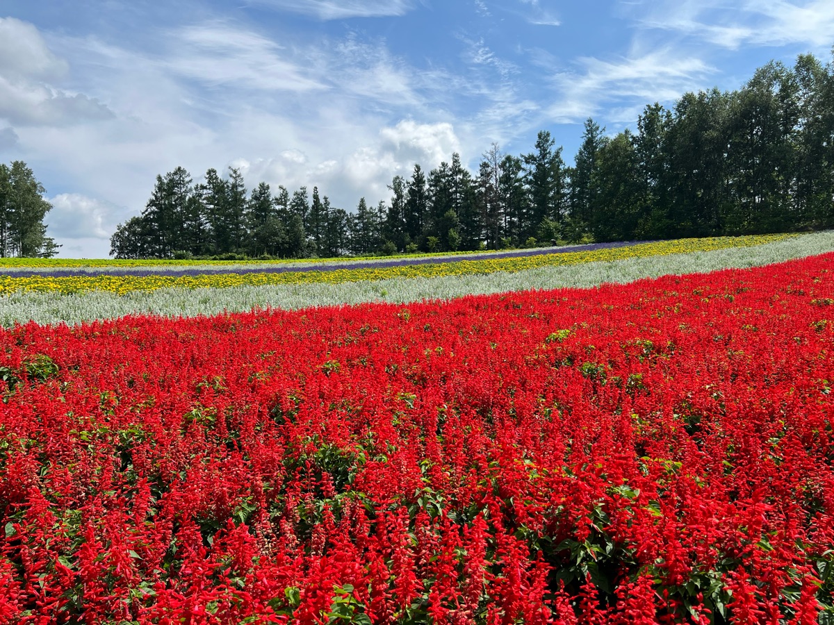 四季彩之丘 | 去趣 chicTrip