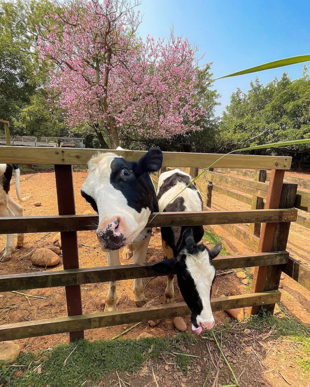 埔心牧場 | 去趣 chicTrip