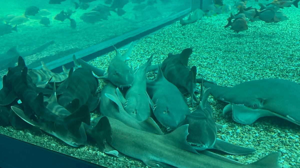 海遊館 | 去趣 chicTrip