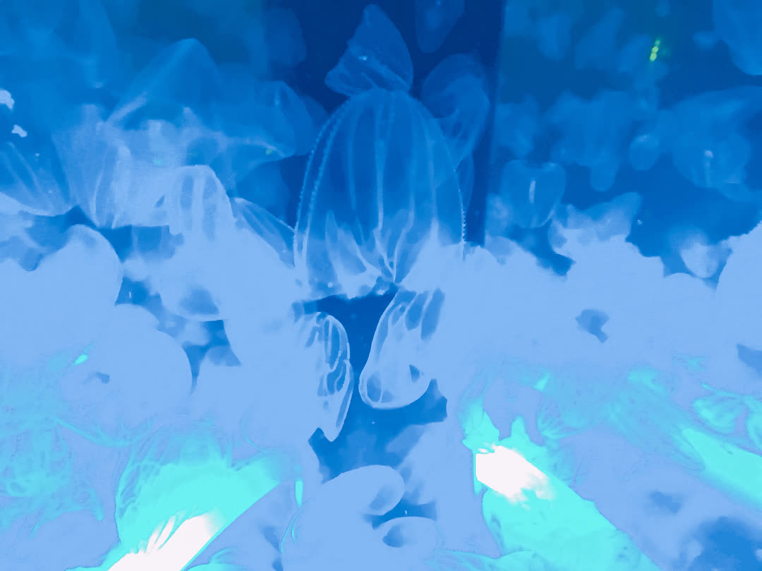 室內水族館 Maxell Aqua Park | 去趣 chicTrip