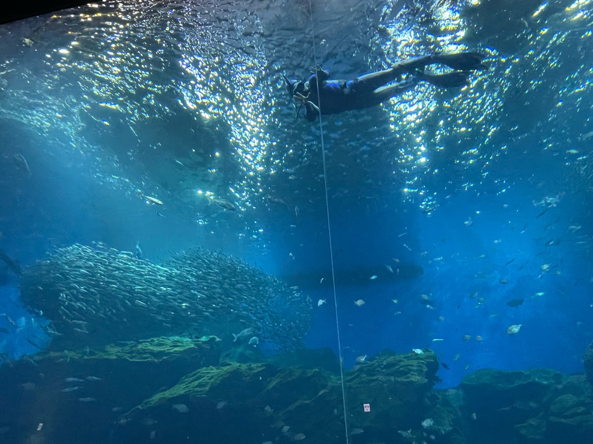仙台海洋森林水族館 | 去趣 chicTrip