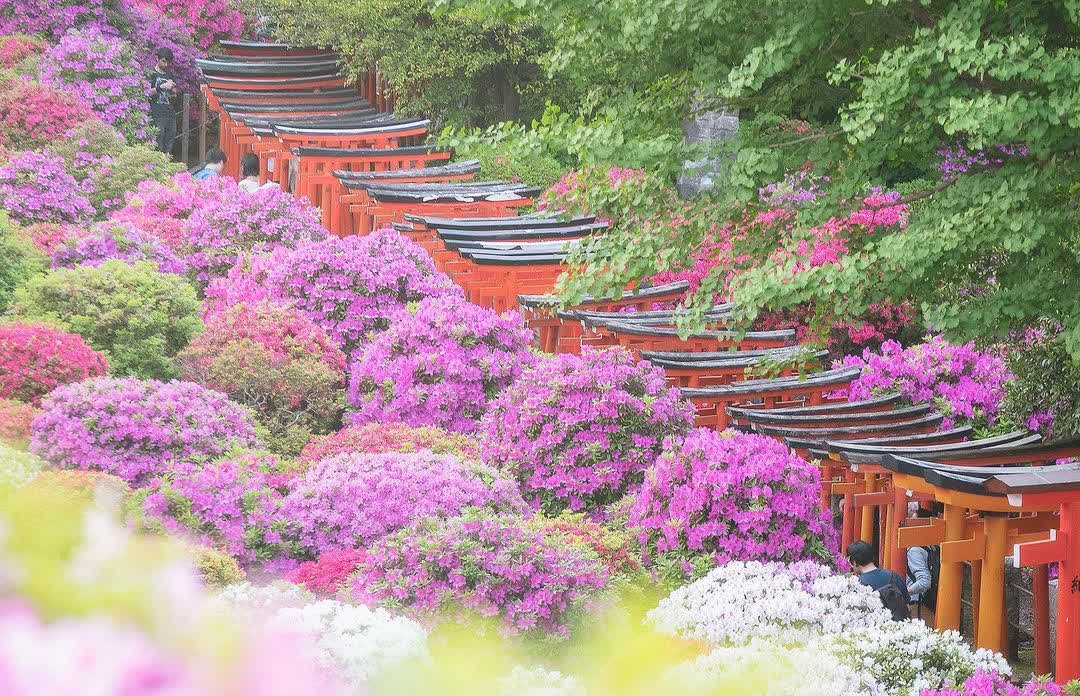 根津神社 | 去趣 chicTrip